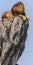 Majestic Lion Resting on Rocky Outcrop