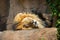 Majestic lion sleeping on a rocky outcropping in a zoo habitat