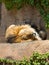 Majestic lion sleeping on a rocky outcropping in a zoo habitat