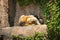 Majestic lion sleeping on a rocky outcropping in a zoo habitat