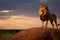 Majestic lion standing on a rock against a dramatic sky at sunset