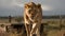 Majestic lioness, alert and wandering the savannah generated by AI