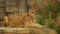 Majestic Lioness Lies On Stone And Basks In Sun. High quality 4k footage