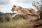 Majestic Lioness in Mid-Air Hunt