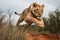 Majestic Lioness in Mid-Air Hunt