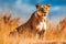 Majestic Lioness Roaming the Hot African Savannah. Generative AI