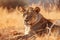 Majestic Lioness Roaming the Hot African Savannah. Generative AI