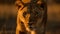 Majestic lioness walking in African savannah sunset generated by AI