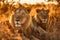 Majestic Lions in the African savannah