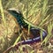 Majestic lizard rests in sun drenched grass, showcasing iridescent scales