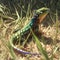 Majestic lizard rests in sun drenched grass, showcasing iridescent scales