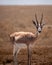 Majestic lone buck  stands in a field of dry grass, surrounded by a peaceful rural landscape