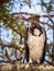 Majestic lone Martial Eagle, polemaetus bellicosus, Adult standing on Branch, Serengeti, Tanzania