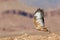 Majestic long-legged buzzard flying over the dry rocky ground in a desert. Morroco.