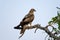 Majestic Long-legged Buzzard perched atop a leafy tree branch, surveying its surroundings