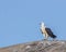 Majestic-looking falcon bird perched on a sun-drenched rock