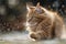 A majestic Maine Coon lounges in winter sunlight, surrounded by a halo of glistening snowflakes.