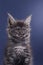 A majestic Maine Coon with tufted ears gazes upward