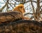 A majestic, male African lion sits atop a large rock in a zoo enclosure.