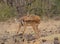 Majestic male impala grooming himself and displaying his horns in the wild Meru National Park, Kenya