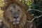 Majestic male lion enjoying a cool respite under the dappled shade of a lush bush.