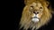 Majestic Male Lion Face Closeup