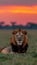 Majestic male lion, the king of the savannah, dominating the landscape at sunset