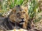 Majestic male lion  in lower zambezi national park