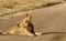 Majestic male lion sitting in road, in early morning sunshine, looking left. Tarangire National Park, Tanzania, Africa