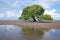 Majestic mangrove