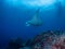 Majestic manta rays, Manta alfredi and Mobula birostris, at Eagles Nest