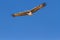 Majestic martial eagle flying holding branch