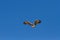 Majestic martial eagle flying holding branch for nest in blue Kalahari sky