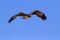 Majestic martial eagle flying while hunting