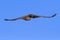 Majestic martial eagle flying while hunting blue Kalahari sky