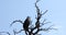 Majestic martial eagle Namibia Africa safari wildlife