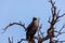 Majestic martial eagle perched on dead tree, Namibia Africa safari wildlife