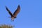 Majestic martial eagle take off from thorn tree to hunt blue Kalahari sky