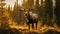 Majestic Moose In Golden Hour Forest