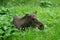 Majestic moose resting in a lush grassy meadow