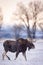 Majestic moose stands in a wintery landscape, surrounded by a forest of bare trees