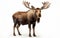 Majestic Moose on White -Generative Ai