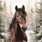 Majestic Morgan Horse Portrait In Snowy Pine Forest