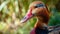 Majestic Moroccan Origins: Discover the Black-Bellied Whistling Duck in