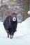 Majestic mouflon Ovis musimon male in winter