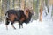 Majestic mouflon Ovis musimon male in winter