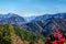 Majestic mountains with partial forest cover and blurry red flowers in the foreground 3