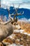 A majestic mule buck deer before the mountains with antlers rack