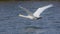 Majestic Mute swan bird flying low just above water with large wings spread out