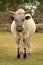 Majestic Nguni bull on a farm in South Africa